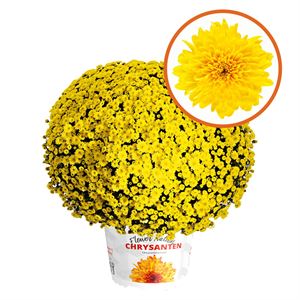 Bild von Bolchrysant P19 "Geen Kleur"!!! Yellow